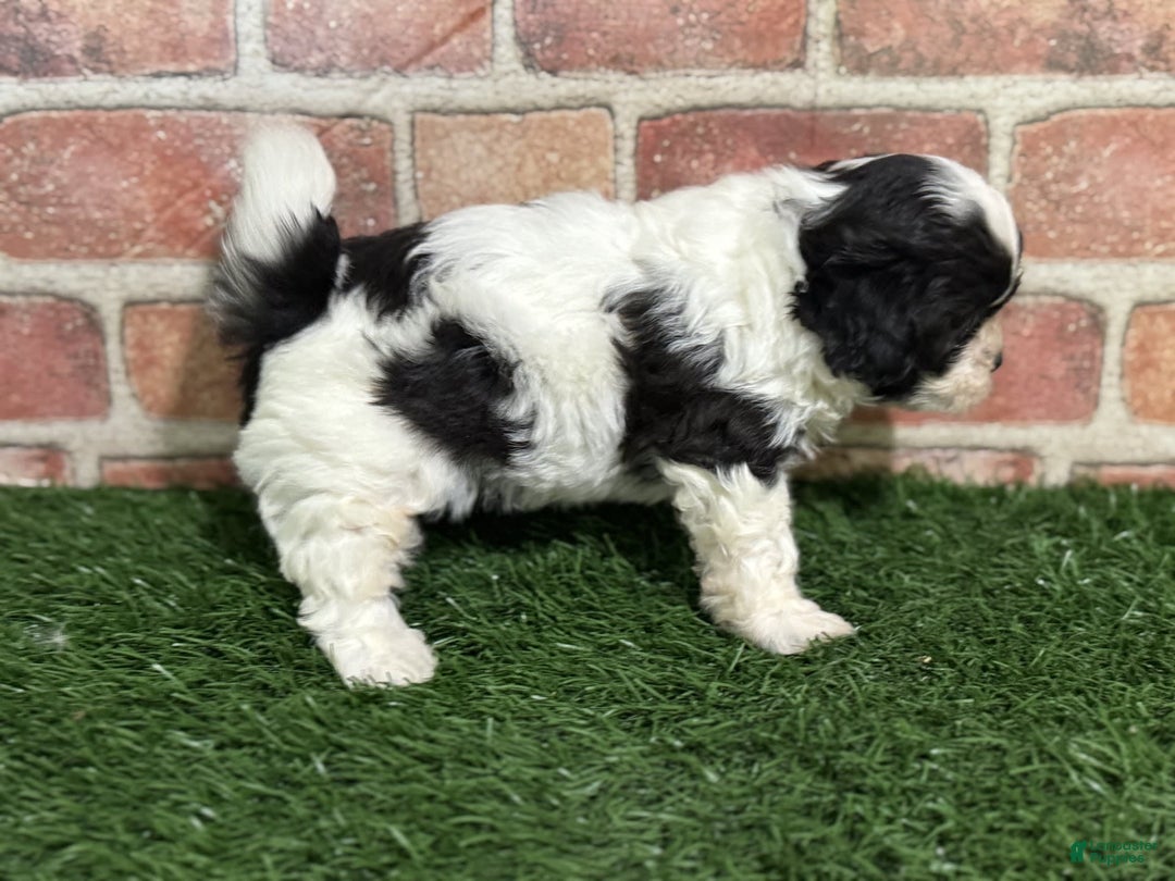 Shihpoo dogs for sale: Shih-Poo 3 puppies - Image 6