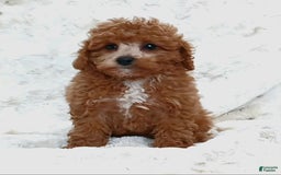 Cavapoo dogs for sale: Adrian - Image 4