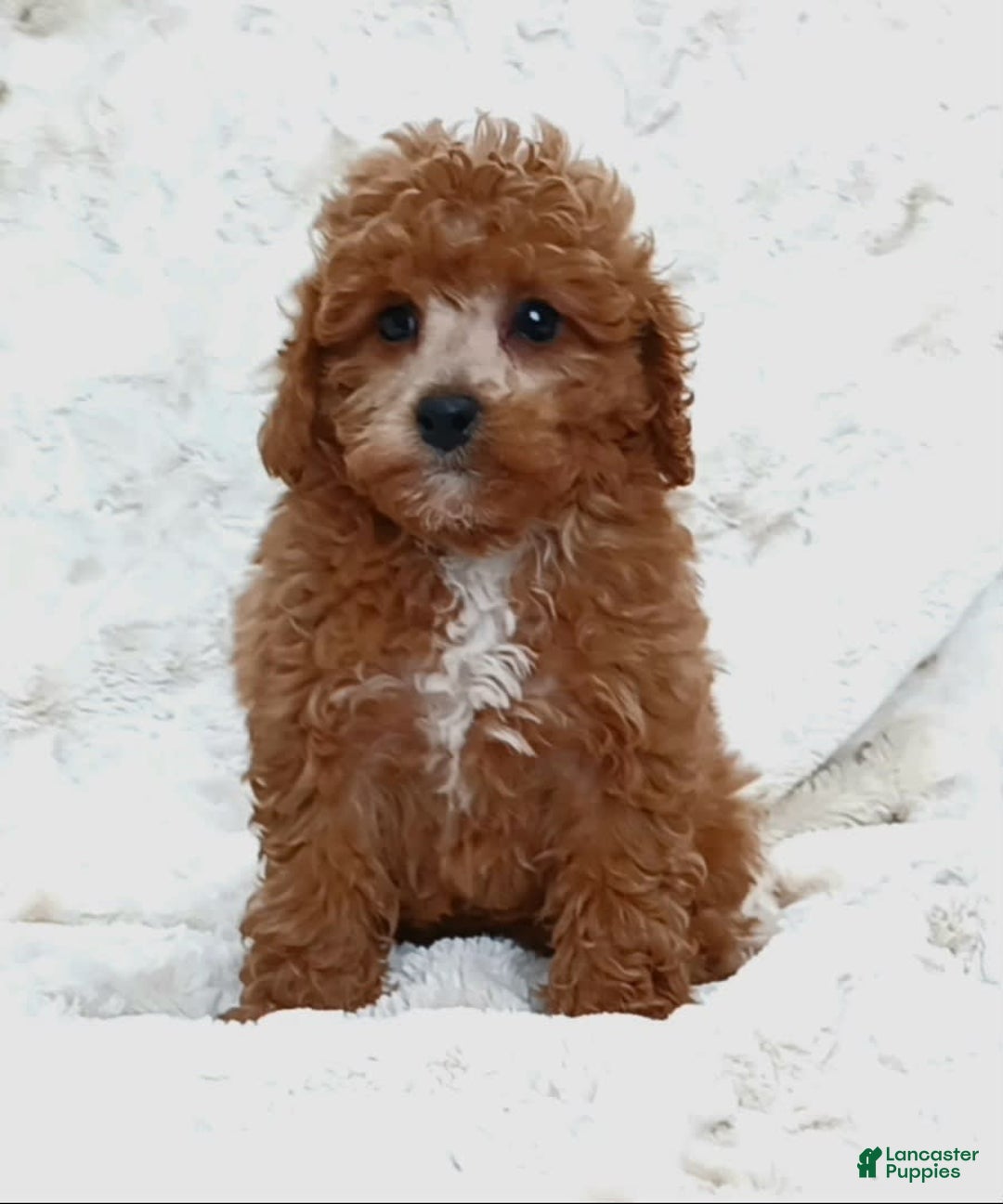 Cavapoo dogs for sale: Adrian - Image 4