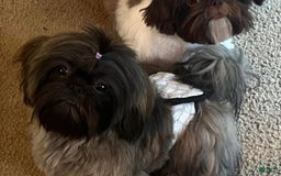 Shih Tzu dogs for sale: Leah - Image 16