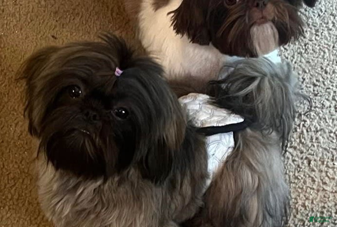 Shih Tzu dogs for sale: Leah - Image 16