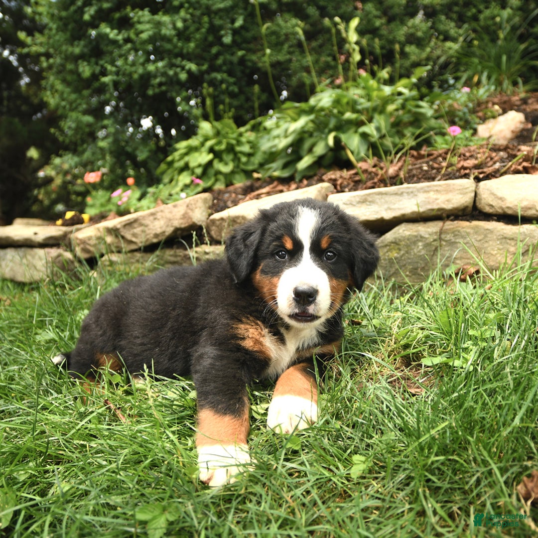 Bernese Mountain Dog dogs for sale: Walker - Image 2