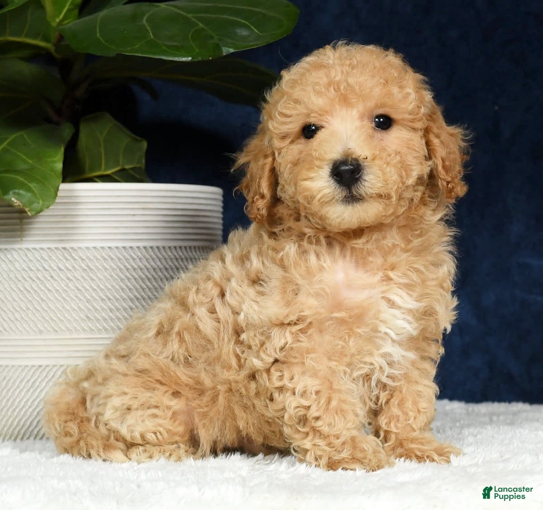 Bichpoo dogs for sale: Kent - Image 15