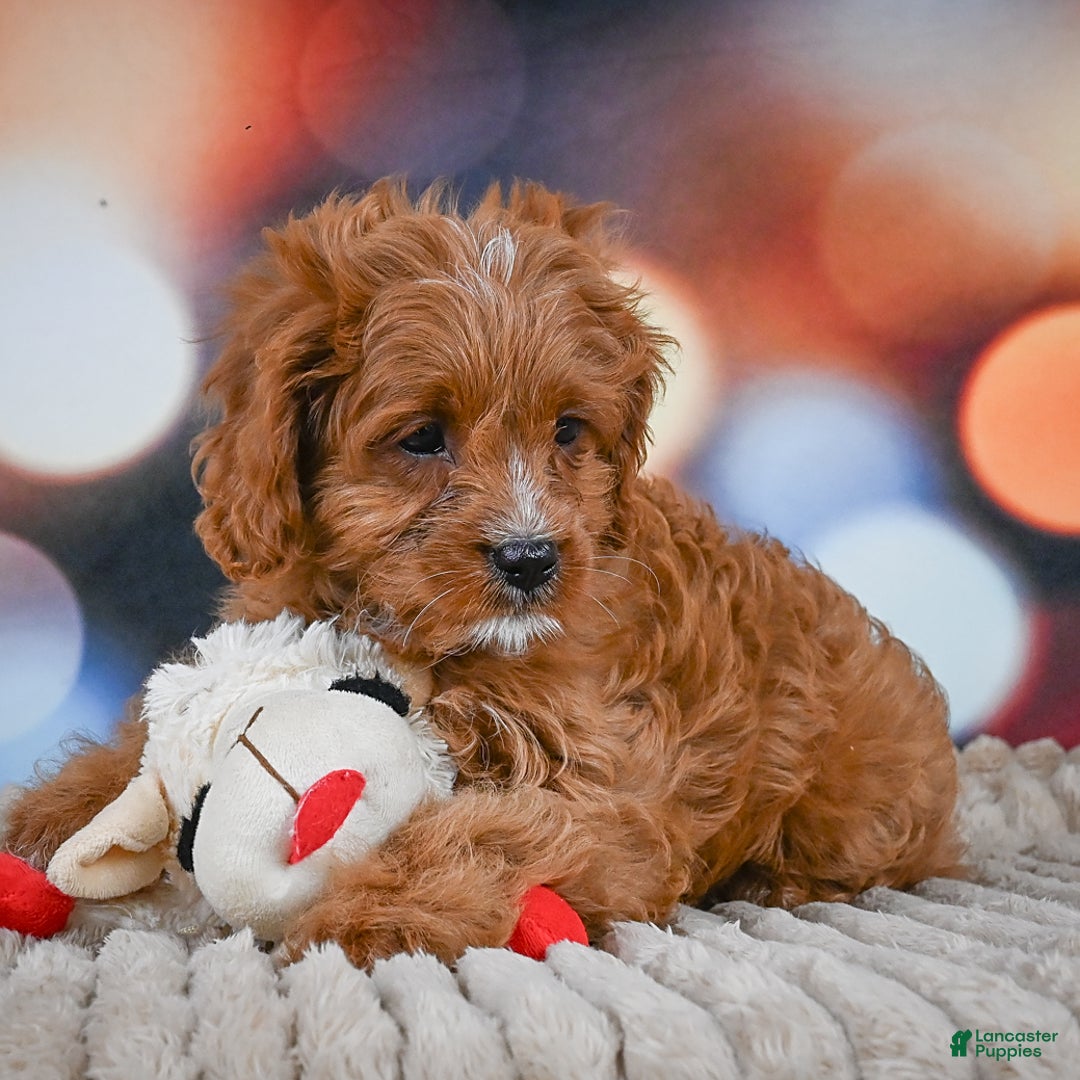 Cavapoo dogs for sale: Phoebe - Image 8