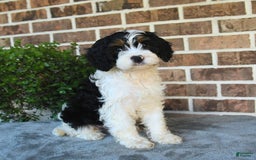 Cavapoo dogs for sale: Teddy - Image 2