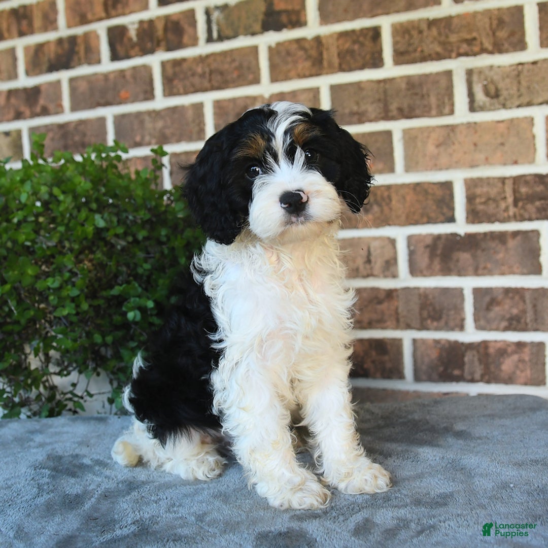 Cavapoo dogs for sale: Teddy - Image 2