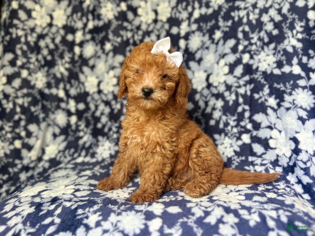 Mini Goldendoodle dogs for sale: Karma - Image 6