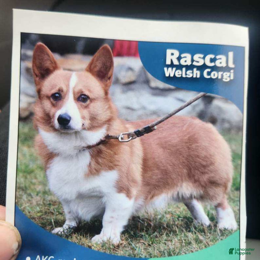Welsh Corgi Pembroke dogs for sale: Ruby - Image 9