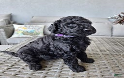 Standard Poodle dogs for sale: Midnight Star ⚫️ - Image 2