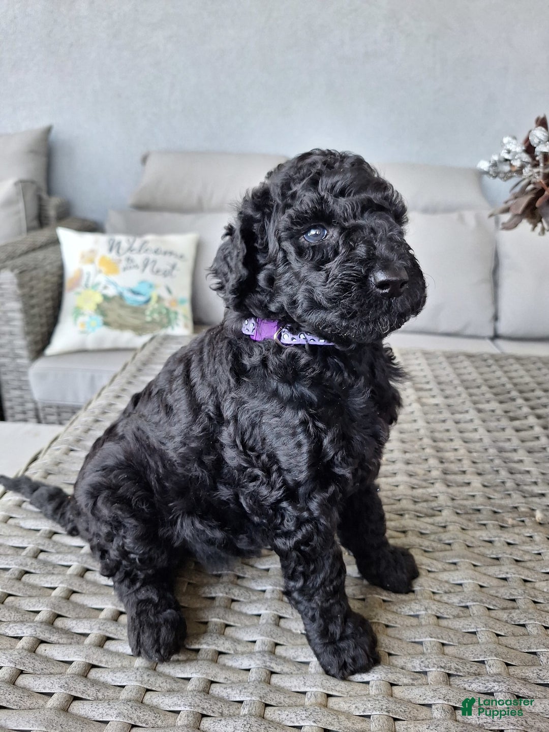 Standard Poodle dogs for sale: Midnight Star ⚫️ - Image 2