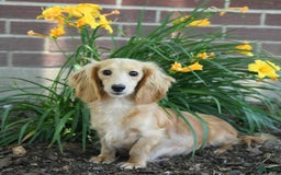 Miniature Dachshund dogs for sale: Megan - Image 6