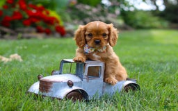Cavalier King Charles Spaniel dogs for sale: Bradley - Image 10
