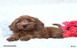 Mini Goldendoodle dogs for sale: Sandy - Image 2