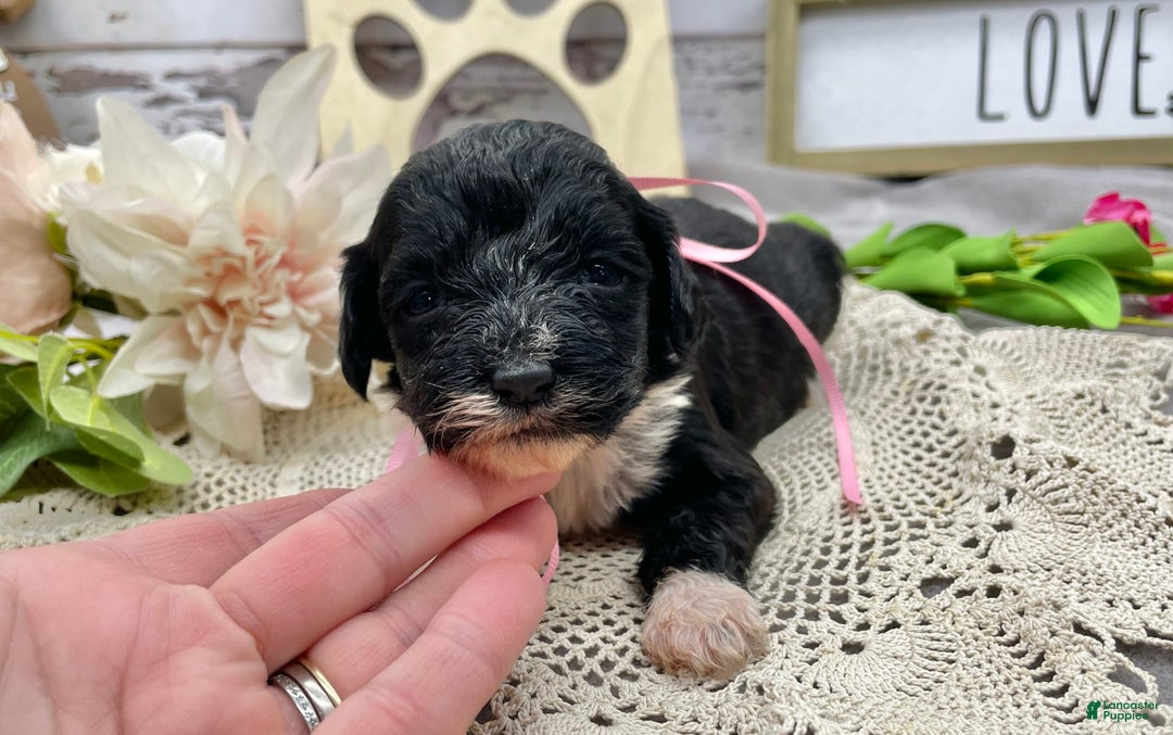 Portuguese Water Dog dogs for sale: Taylor - Image 1