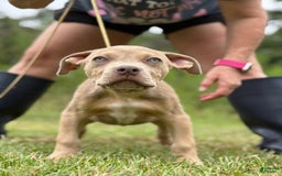 American Bully dogs for sale: Red Collar - Image 5