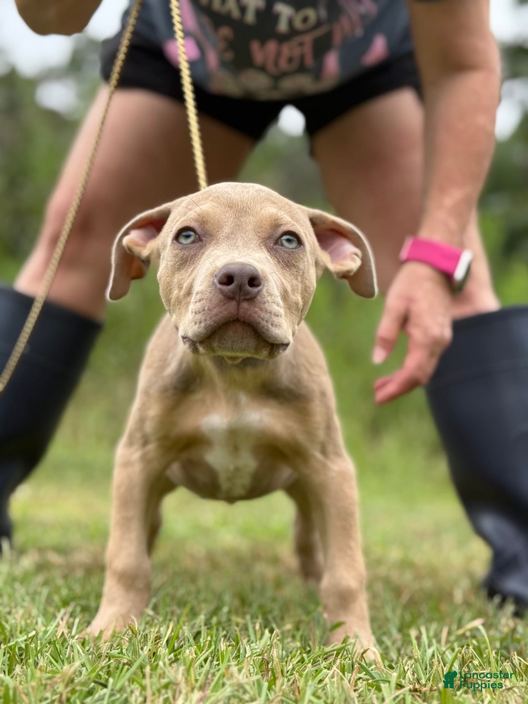 American Bully dogs for sale: Red Collar - Image 5
