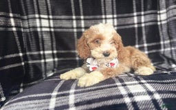 Cockapoo dogs for sale: Mac - Image 8