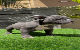 American Bully dogs for sale: Pretty Girl - Image 3