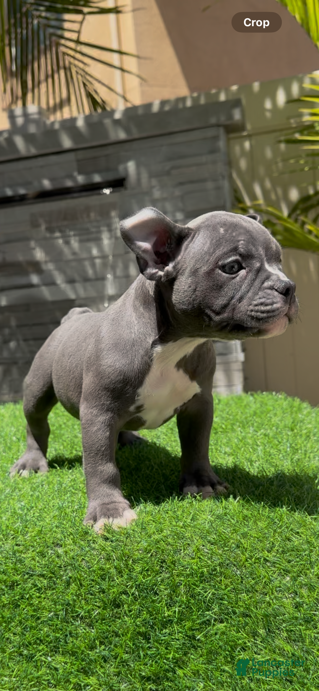 American Bully dogs for sale: Pretty Girl - Image 3