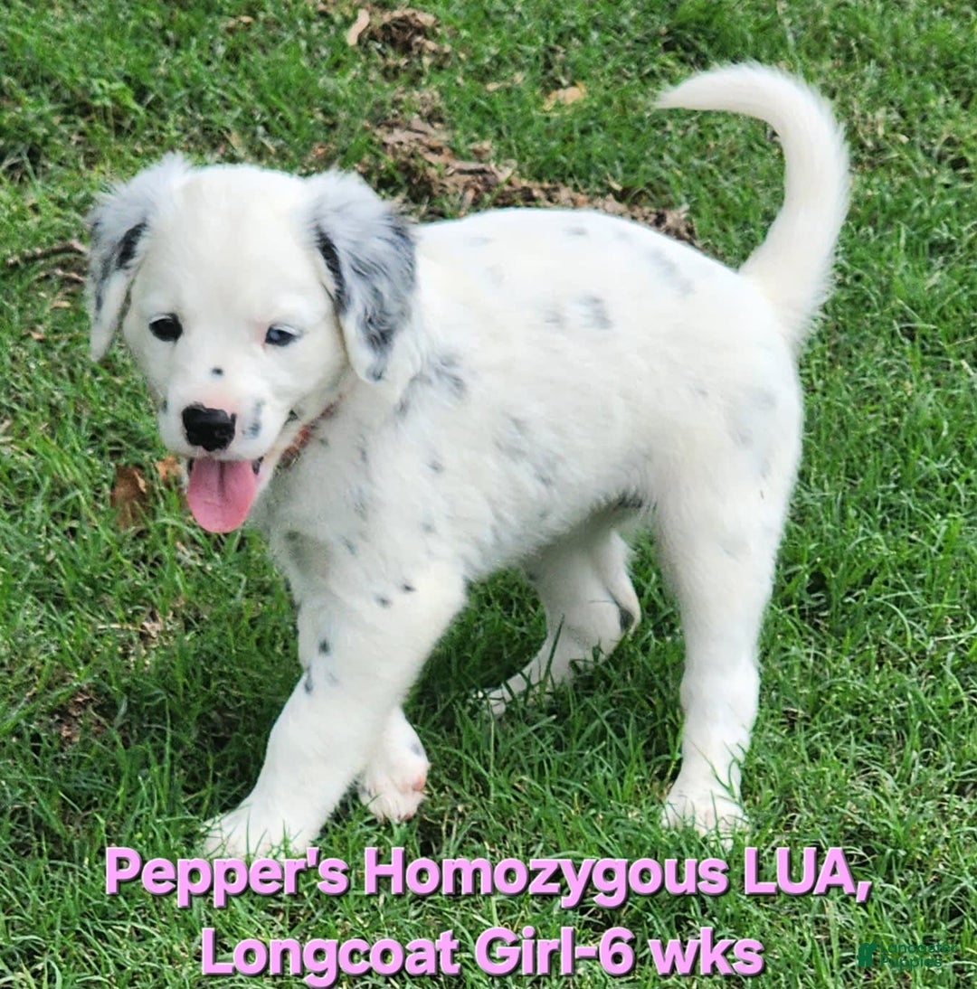 Dalmatian dogs for sale: Peppers Pink Girl - Image 24
