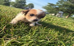 Jack Russell Terrier dogs for sale: Rocko - Image 2