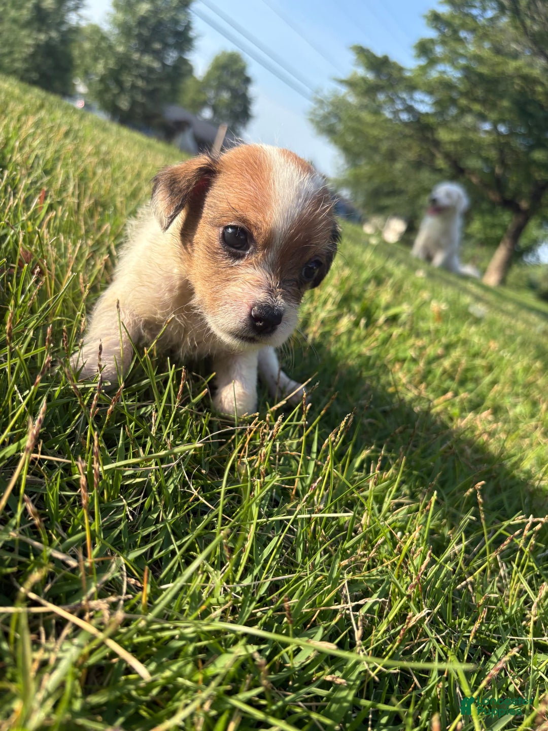 Jack Russell Terrier dogs for sale: Rocko - Image 2