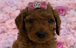 Standard Poodle dogs for sale: Milly AKC - Image 3