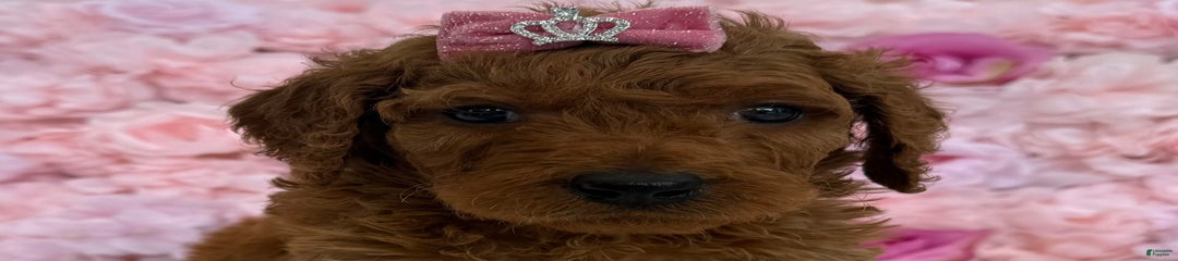 Milly AKC
