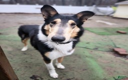 Collie dogs for sale: Kat - Image 8