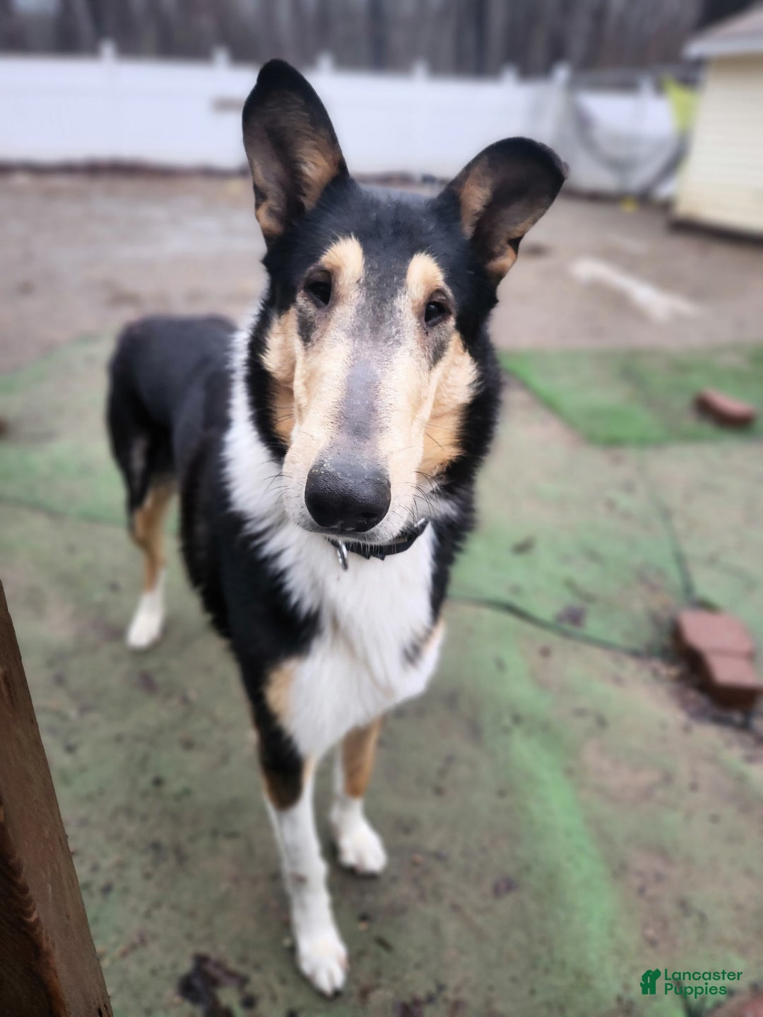 Collie dogs for sale: Kat - Image 8