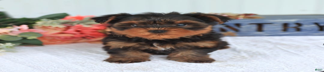 Skip