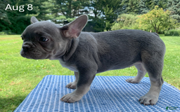 French Bulldog dogs for sale: Adele - Image 7
