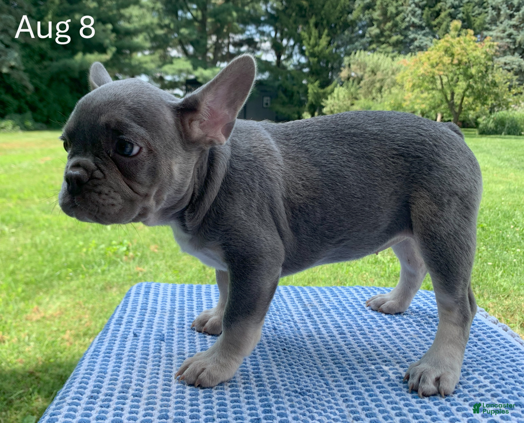 French Bulldog dogs for sale: Adele - Image 7