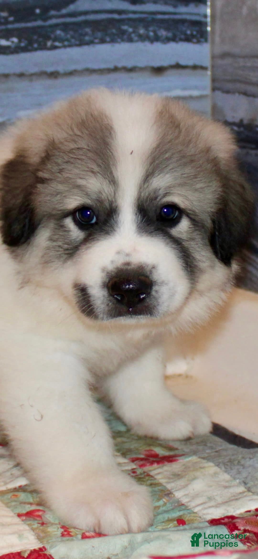 Great Pyrenees dogs for sale: Black - Image 7