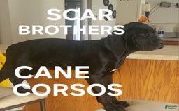 Cane Corso dogs for sale: Black - Image 14