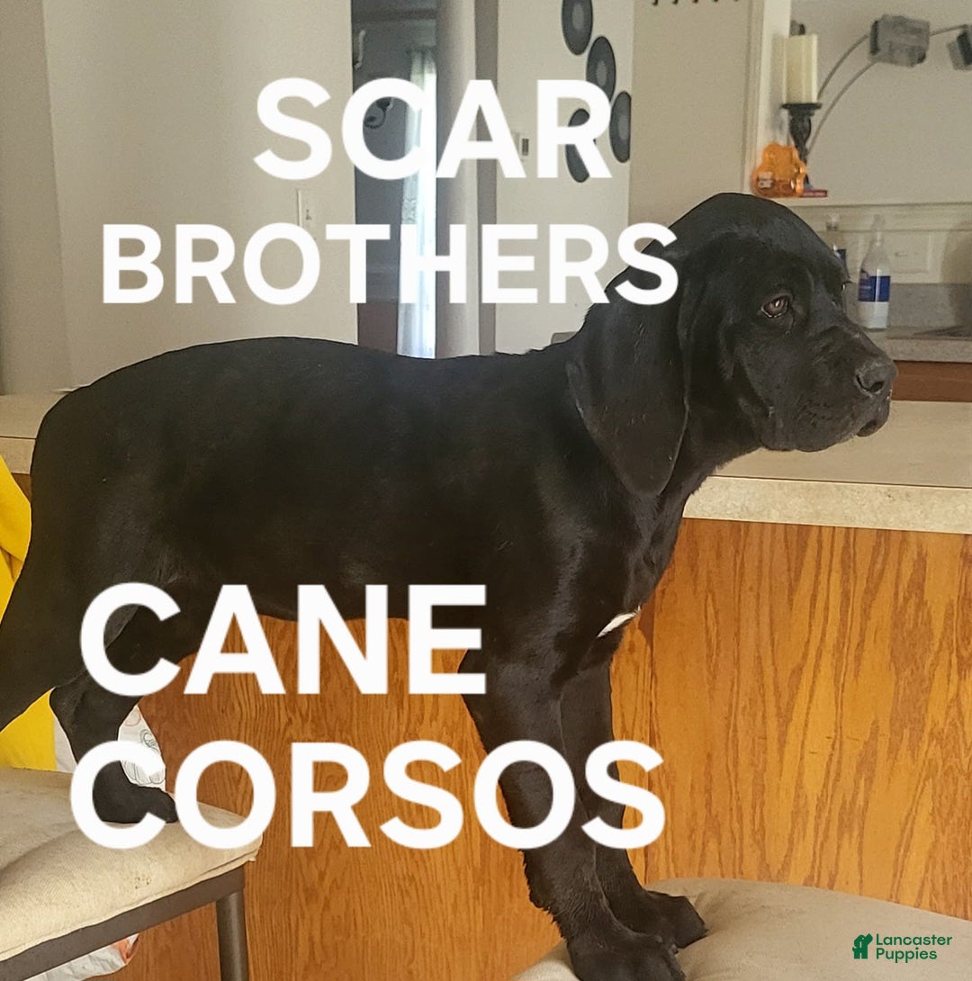 Cane Corso dogs for sale: Black - Image 14