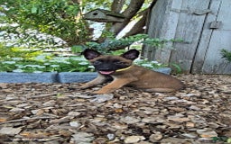 Belgian Malinois dogs for sale: Liberty - Image 2
