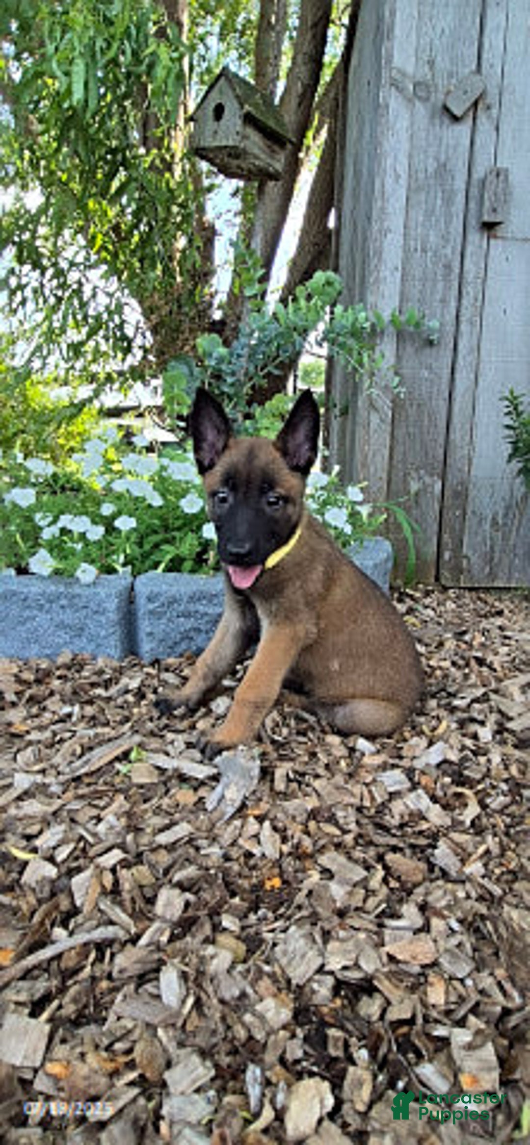 Belgian Malinois dogs for sale: Liberty - Image 2