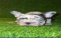 French Bulldog dogs for sale: Sky - Image 1
