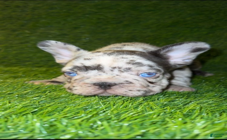 French Bulldog dogs for sale - Ad 4