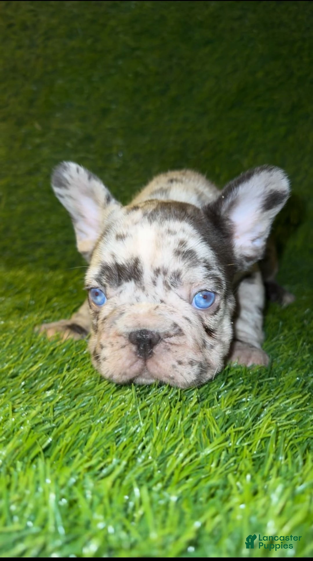 French Bulldog dogs for sale: Sky - Image 1
