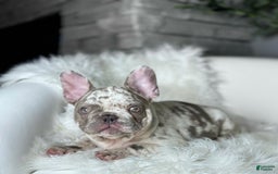 French Bulldog dogs for sale: Dixie - Image 3