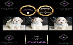 Maltipoo dogs for sale: Happy - Image 5