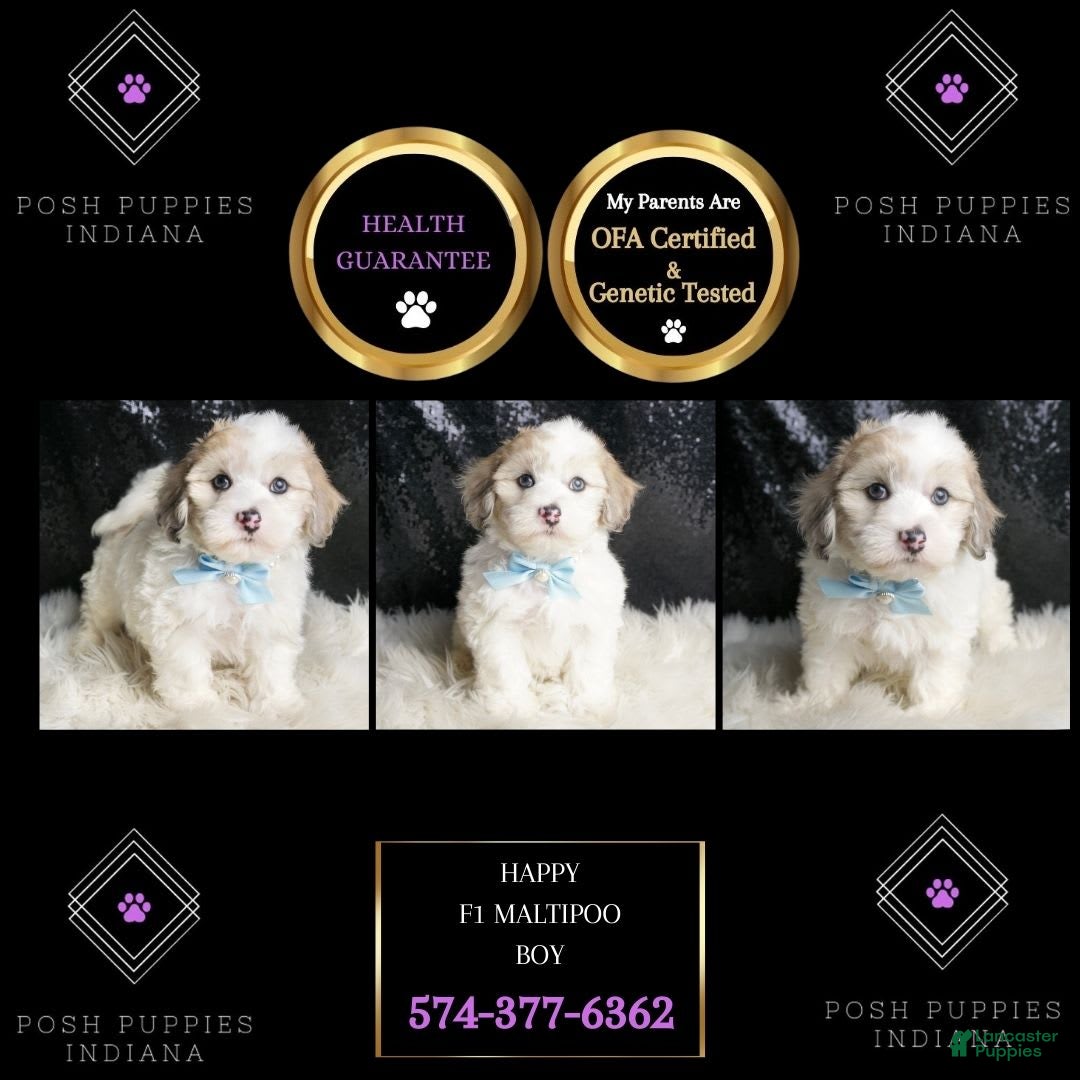 Maltipoo dogs for sale: Happy - Image 5