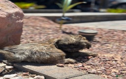 Shih Tzu dogs for sale: Ginger - Image 2