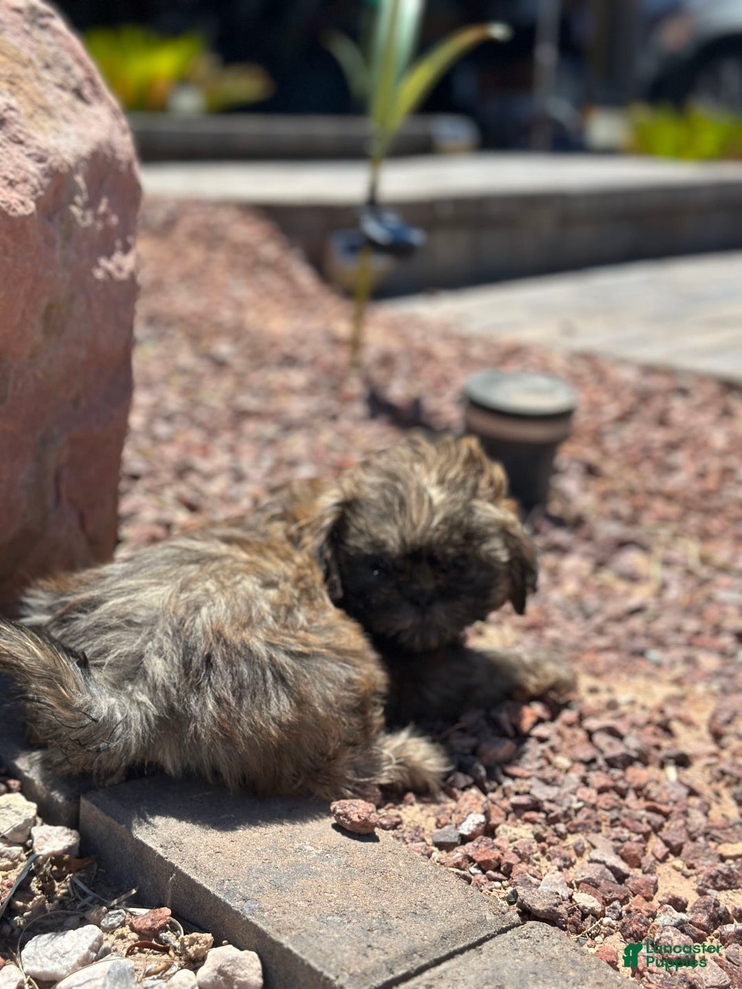 Shih Tzu dogs for sale: Ginger - Image 2