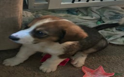 Bernese Mountain Dog dogs for sale: Grizzly - Image 2