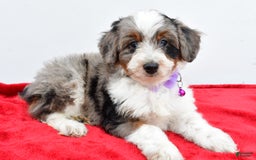 Mini Aussiedoodle dogs for sale: Lily - Image 5