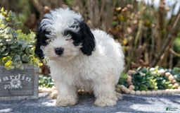 Cavapoo dogs for sale: Sutton - Image 2