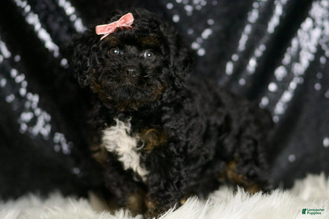 Mini Goldendoodle dogs for sale: Gucci - Image 2